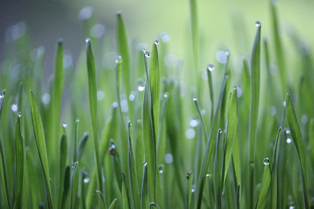 Hoe je een Gardena sproeier optimaal gebruikt in je tuin